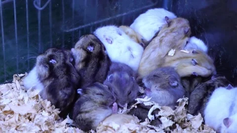 Cute hamsters cuddling and sleeping together in wood shavings. 스톡 동영상 336335679