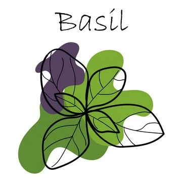 Cute hand drawn basil leaves. basil green and purple Vector Stock Illustration