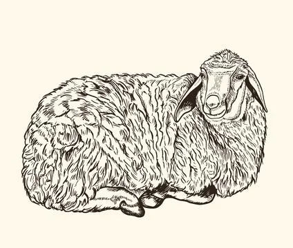 Cute hand drawn lamb Stock Illustration