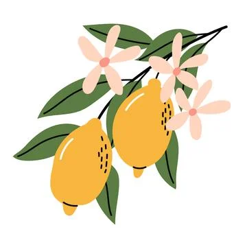 Cute Hand Drawn Lemon Branch with Flowers and Green Leaves Stock Illustration