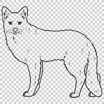 Cute hand drawn line art illustration of Coyote Stock Illustration