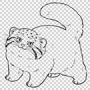 Cute hand drawn line art illustration of Pallas's cat Stock Illustration