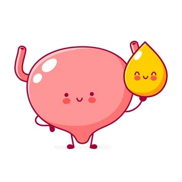Cute happy funny human bladder organ character with urine drop. Vector flat line Stock Illustration