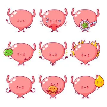 Cute happy funny human bladder organ character set collection. Vector flat line Stock Illustration