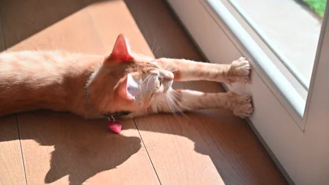 Cute happy red ginger cat sunbathing playing near home window Stock Footage 152103823