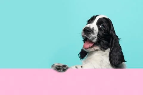 Cute happy smiling cocker spaniel puppy dog  hanging over an pink board on a  Stock Photos