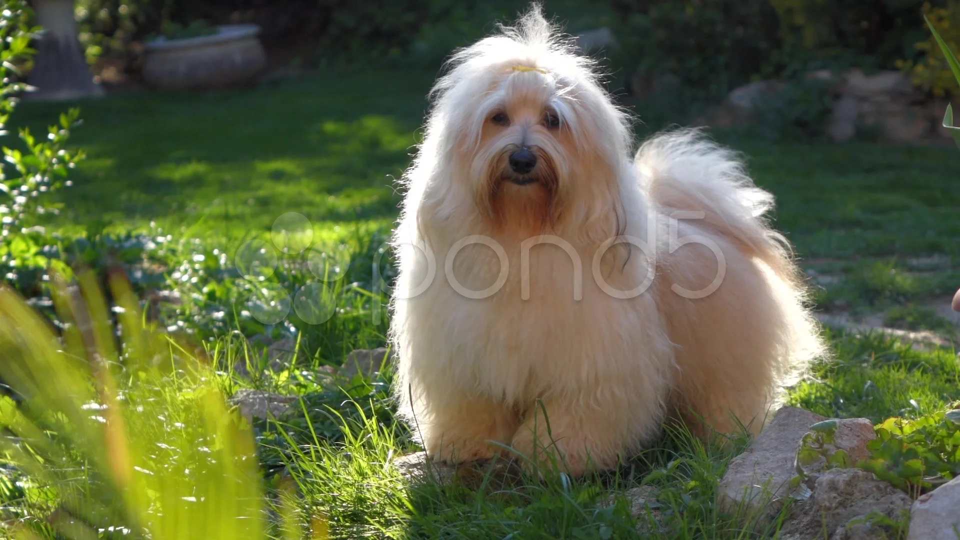 Cute happy young havanese dog is standing in a garden and wags its tail, image size:1920x1080