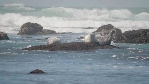 Cute Harbor Seal Waves it Flippers and Stretches, Moss Beach CA Stock Footage 167713962