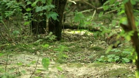 Cute hare coming inside and outside its hole Stock Footage 92744773