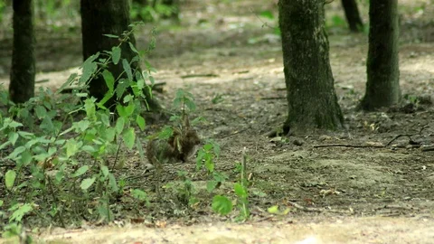 Cute hare living and eating in a forest Stock Footage
