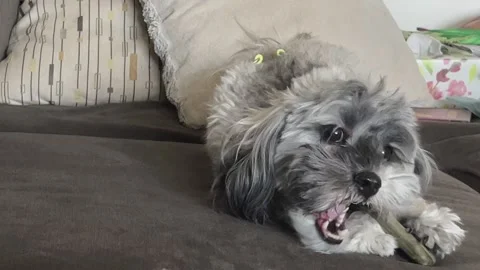 Cute Havanese Dog Playing With Bone 4K Stock Video Stock Footage 284858992