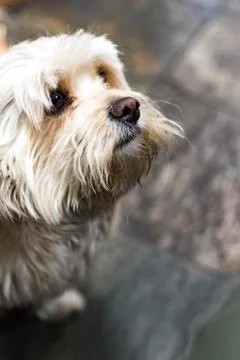 Cute Havanese dog while looking up and seems like praying. Havanese is the na Stock Photos
