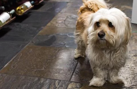 Cute Havanese dog while staring at something. Havanese is the national dog of Stock Photos