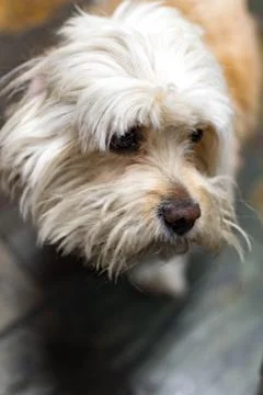 Cute Havanese dog while staring at something. Havanese is the national dog of Stock Photos