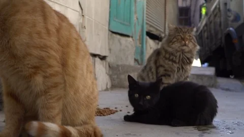 Cute headless cats Stock Footage 119689751