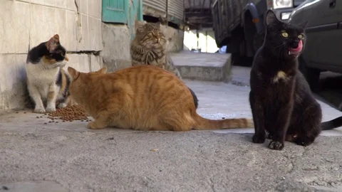 Cute headless cats Stock Footage 119689765