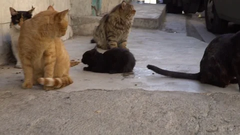 Cute headless cats Stock Footage 119689770