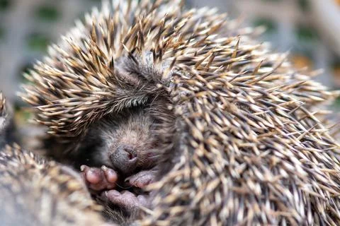 Cute hedgehog in a ball is sleeping Stock Photos