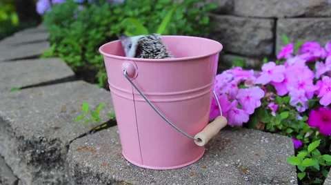 Cute Hedgehog In Bucket Vidéo 41920274