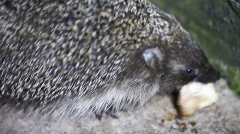 Cute hedgehog eats close-up, animals, wildlife Stock Footage