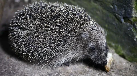 Cute hedgehog eats close-up, animals, wildlife Stock Footage