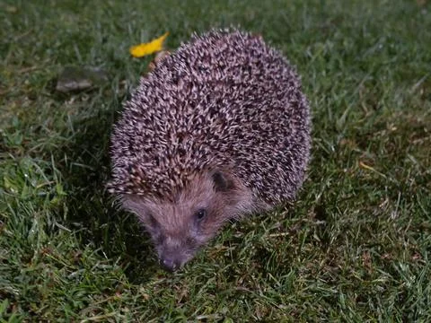Cute hedgehog on the grass in the night. The muzzle and needles are visible Stock Photos