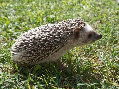 Cute hedgehog in the grass 스톡 사진