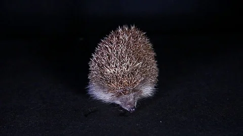 Cute hedgehog on isolated black studio background Stock Footage 98794033