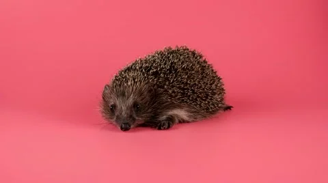 Cute Hedgehog looking around and go away to the right Stock Footage 62641907