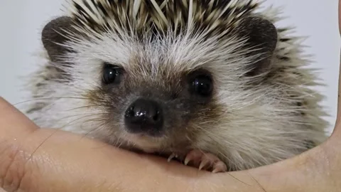 The cute hedgehog, mini hedgehog. Stock Footage 307592806