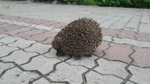Cute hedgehog nods his head, defending himself from others Stock Footage 155727951