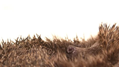 Cute hedgehog 'normal pinto white face' sleep on isolated white background Stock Footage 106682437