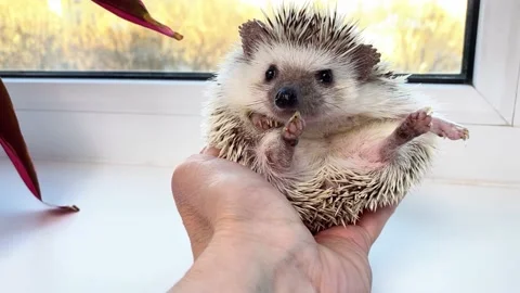 Cute hedgehog pet in hand Stock Footage 172461584
