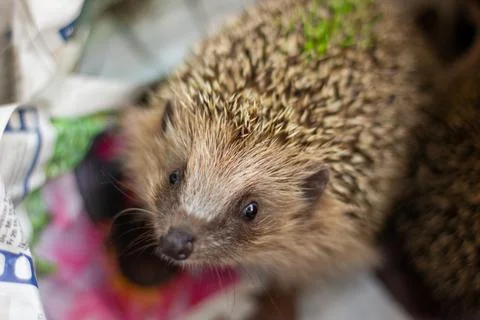 Cute Hedgehog Stock Photos