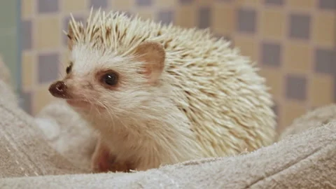 A cute hedgehog resting and looking around Stock Footage 164463471