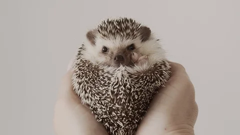 Cute Hedgehog Smelling Around In Hands Of A Woman Stock Footage 110971384