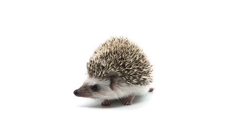 Cute hedgehog sniffs and looks around Stock-Footage 105460229