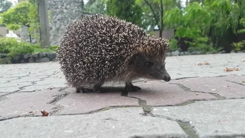 A cute hedgehog stands on the paving slabs and breathes with his nose Stock Footage 155727952