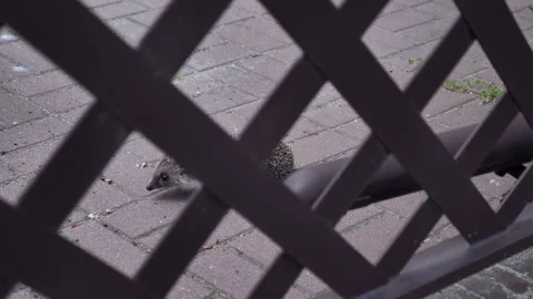 A cute hedgehog walks along a stone paved path behind a wooden lattice fence. Vídeo Stock 338301981