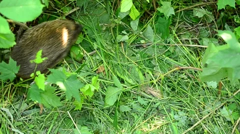 Cute hedgehog walks through frame on background of green grass Stock Footage 50746632