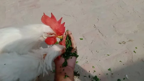 Cute Hen Face While Cutting Fresh Green Leaves Vídeos de archivo 347441530