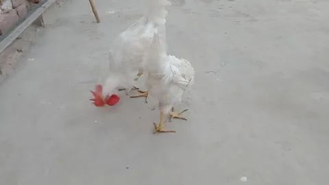 Cute Hen Looking at the Camera While Eating Breakfast Vídeos de archivo 347424530