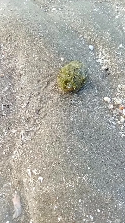 A cute Hermit crab playing on the beach Stock Footage 314751677