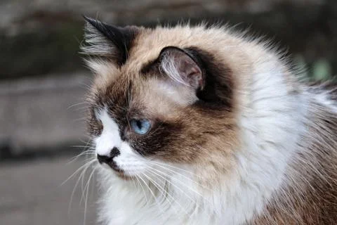 Cute himalayan cat Stock Photos