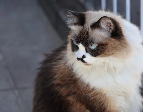 Cute himalayan cat Stock Photos