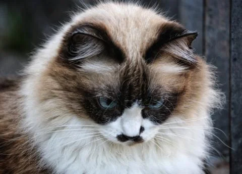 Cute himalayan cat Stock Photos