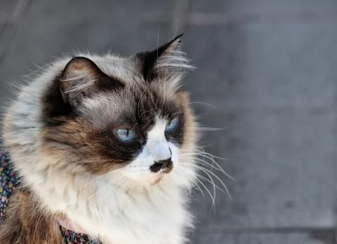 Cute himalayan cat Stock Photos