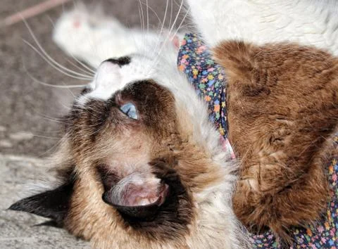 Cute himalayan cat Stock Photos