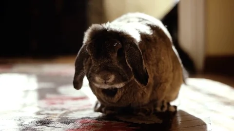 Cute Home Decorative Breed Rabbit Eating Banana Indoor Video stock 73508700