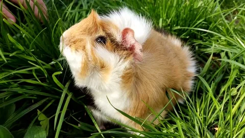 Cute home fluffy pet guinea pig, grazes in the green juicy grass, looks. Stock Footage 190876178